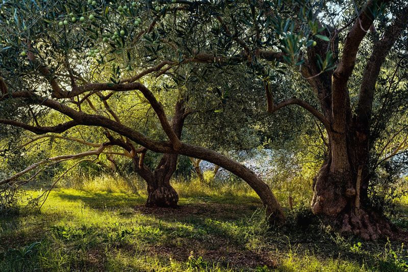 Old olive grove with gnarled trunks on a sunny hillside
