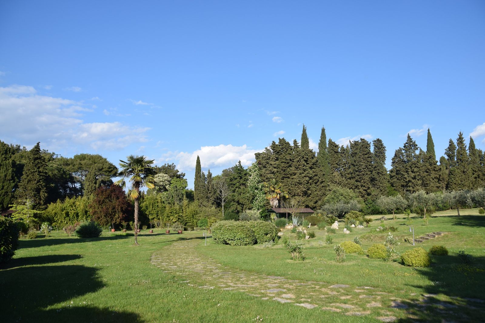 Sunny Mediterranean garden with a lawn, cypress trees and palms