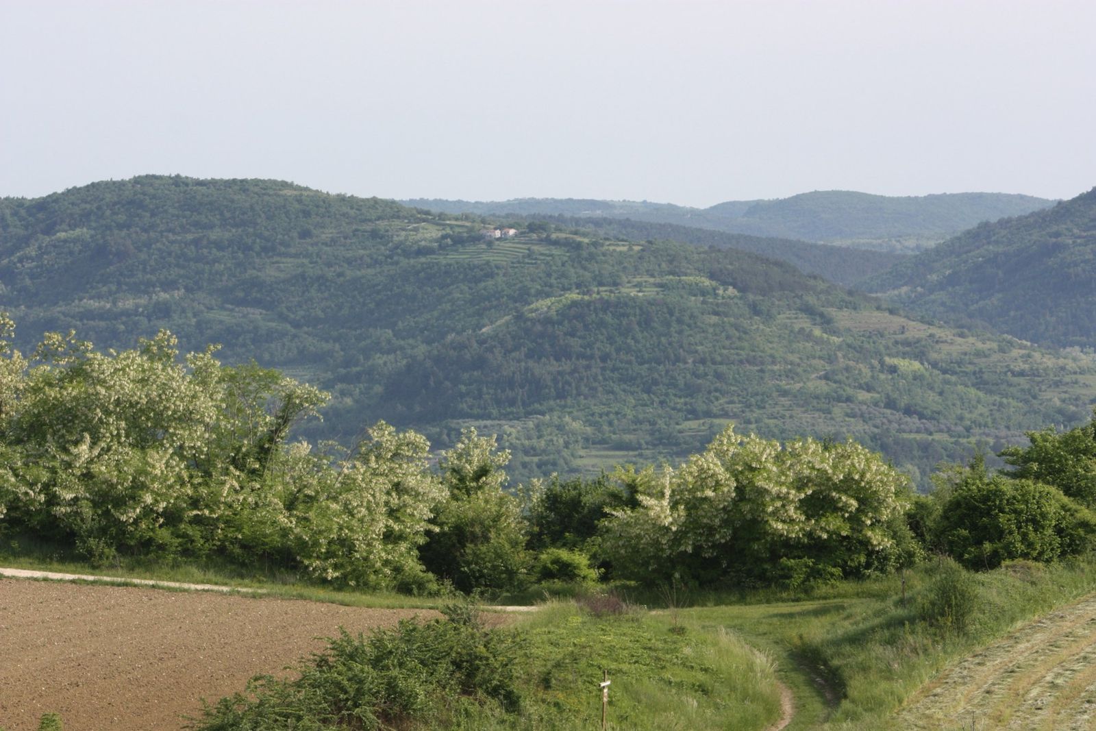 Rolling countryside near Vižinada with fields and scattered houses
